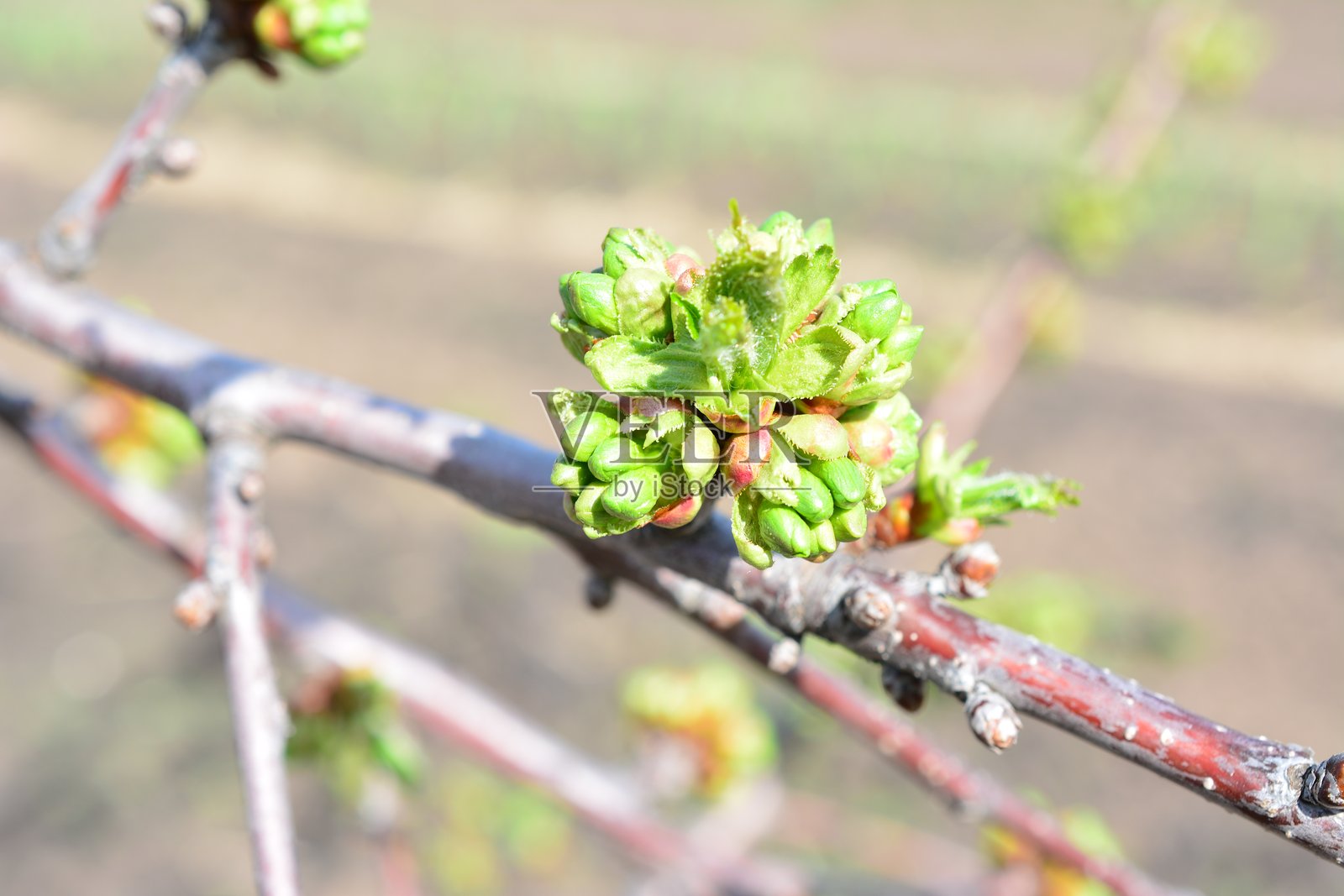 春天阳光明媚的日子里，樱桃树枝上的新芽特写照片摄影图片