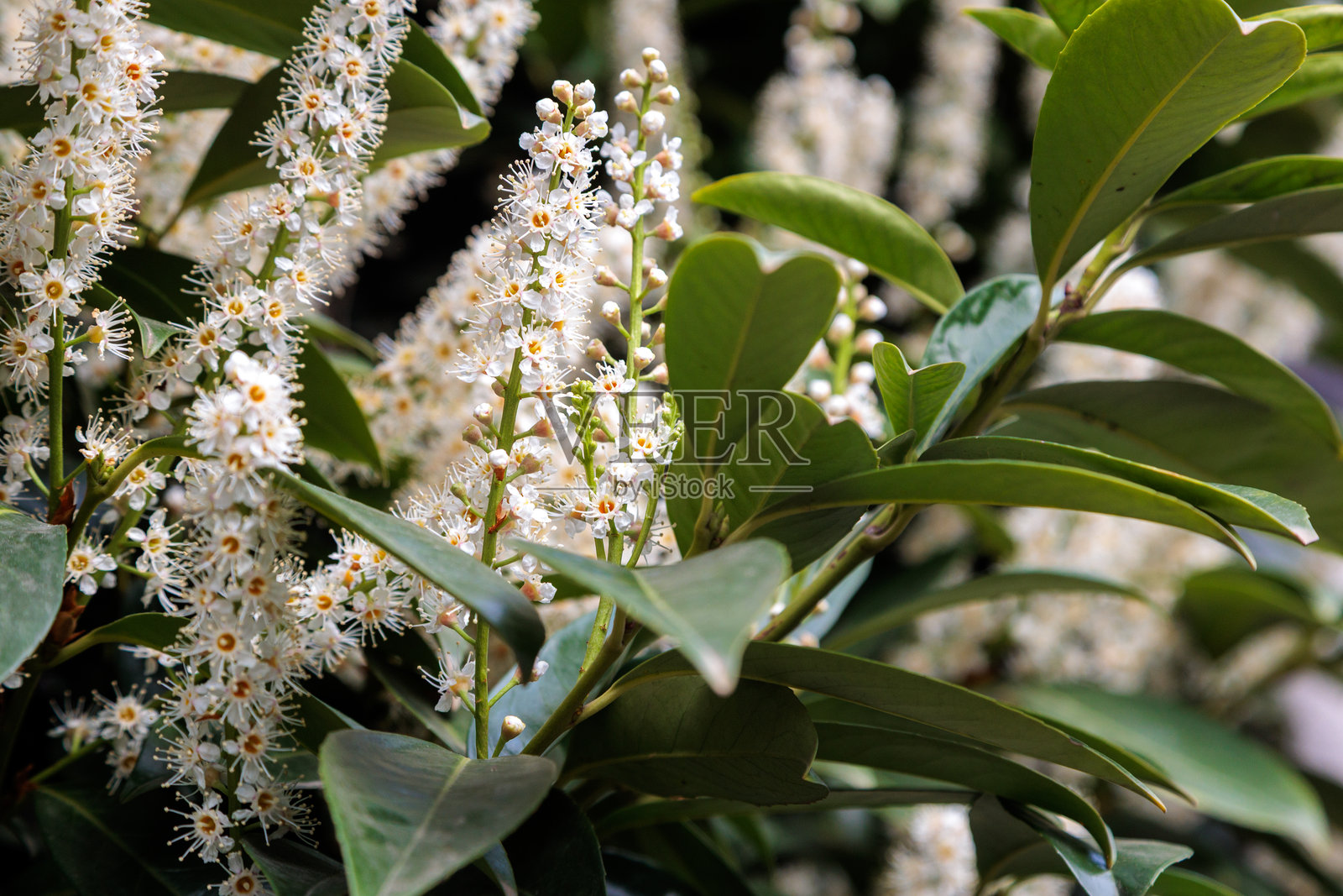 城市中的樱桃月桂花树花朵照片摄影图片