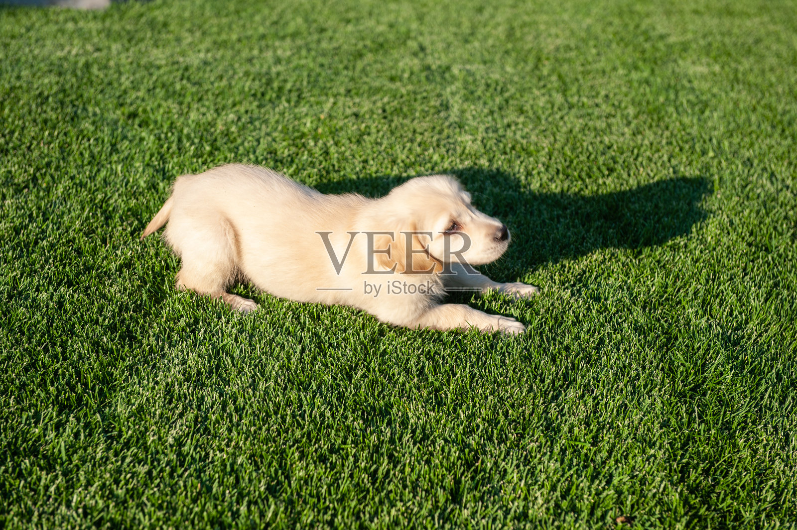 小狗照片摄影图片