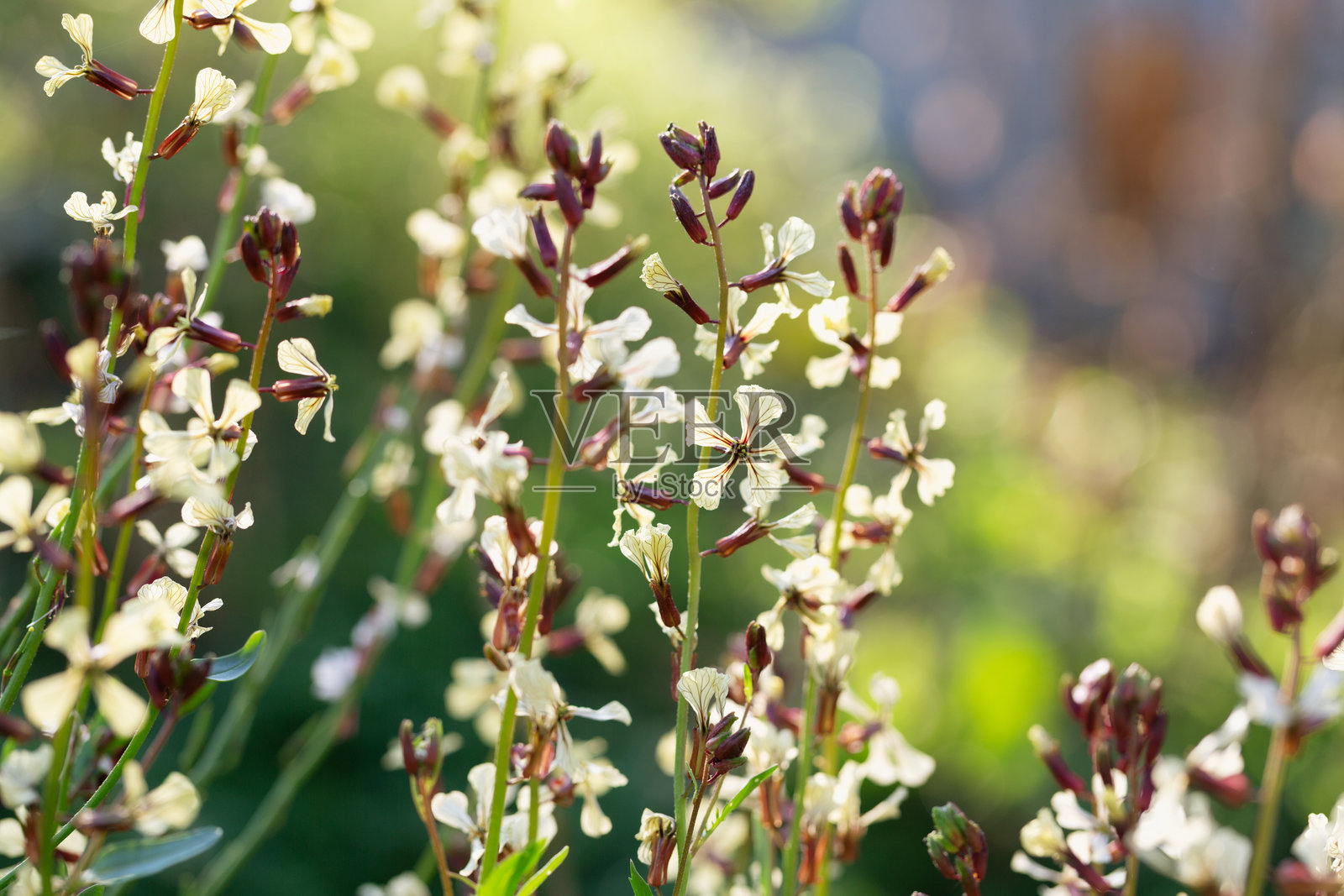 春季盛开的芝麻菜植物照片摄影图片