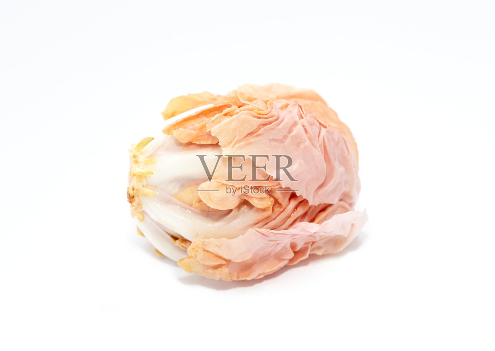 新鲜的红菊苣，珊瑚粉色的叶子在白色背景上。独特的产品。照片摄影图片