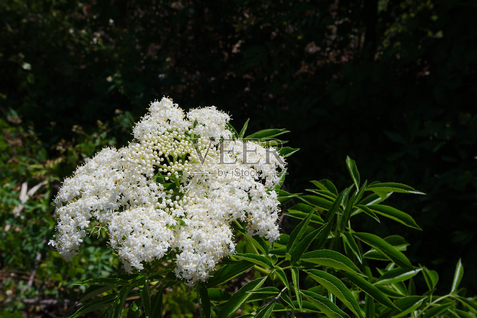 生动的特写镜头，白色接骨木花在郁郁葱葱的绿叶中绽放。照片摄影图片