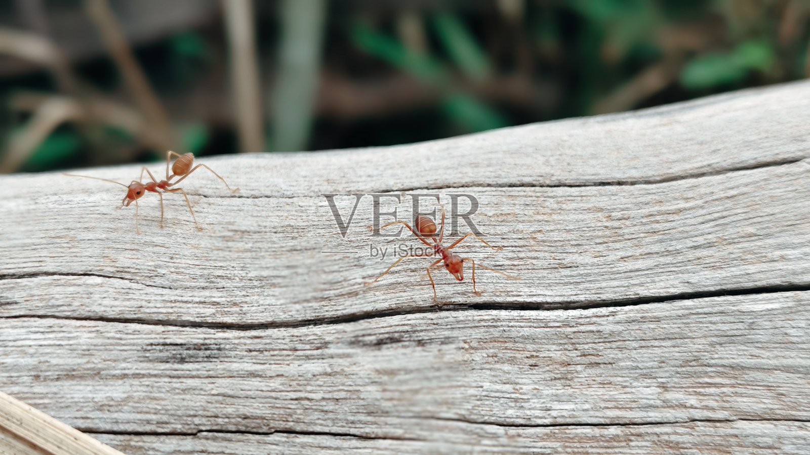 织布蚂蚁照片摄影图片