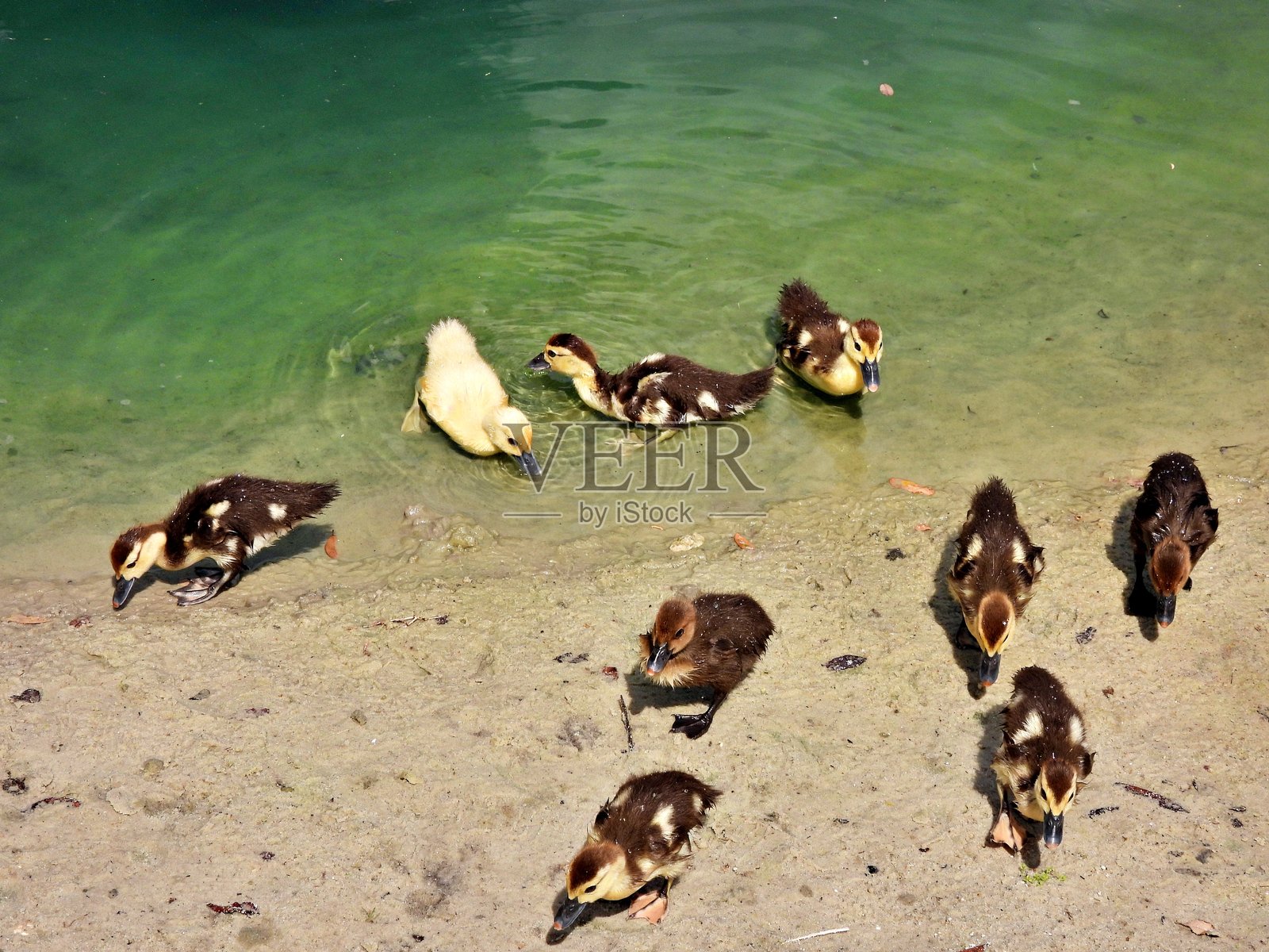 马斯科鸭（Cairina moschata） - 9只小鸭在水边照片摄影图片