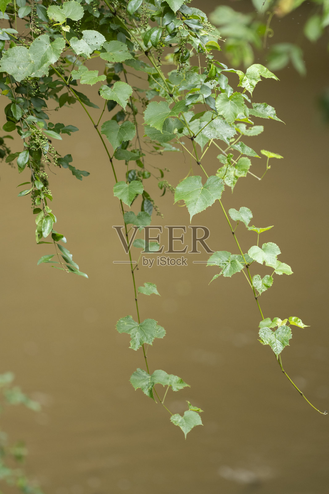 南方州的湿地在夏天的阳光明媚的日子里照片摄影图片