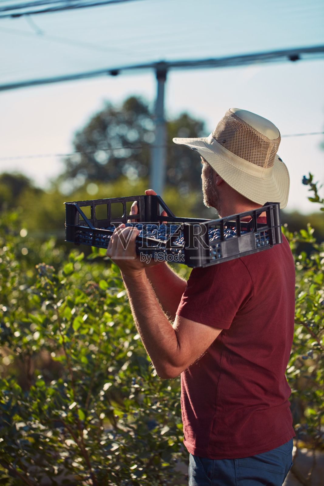农民在农场采摘新鲜蓝莓。照片摄影图片