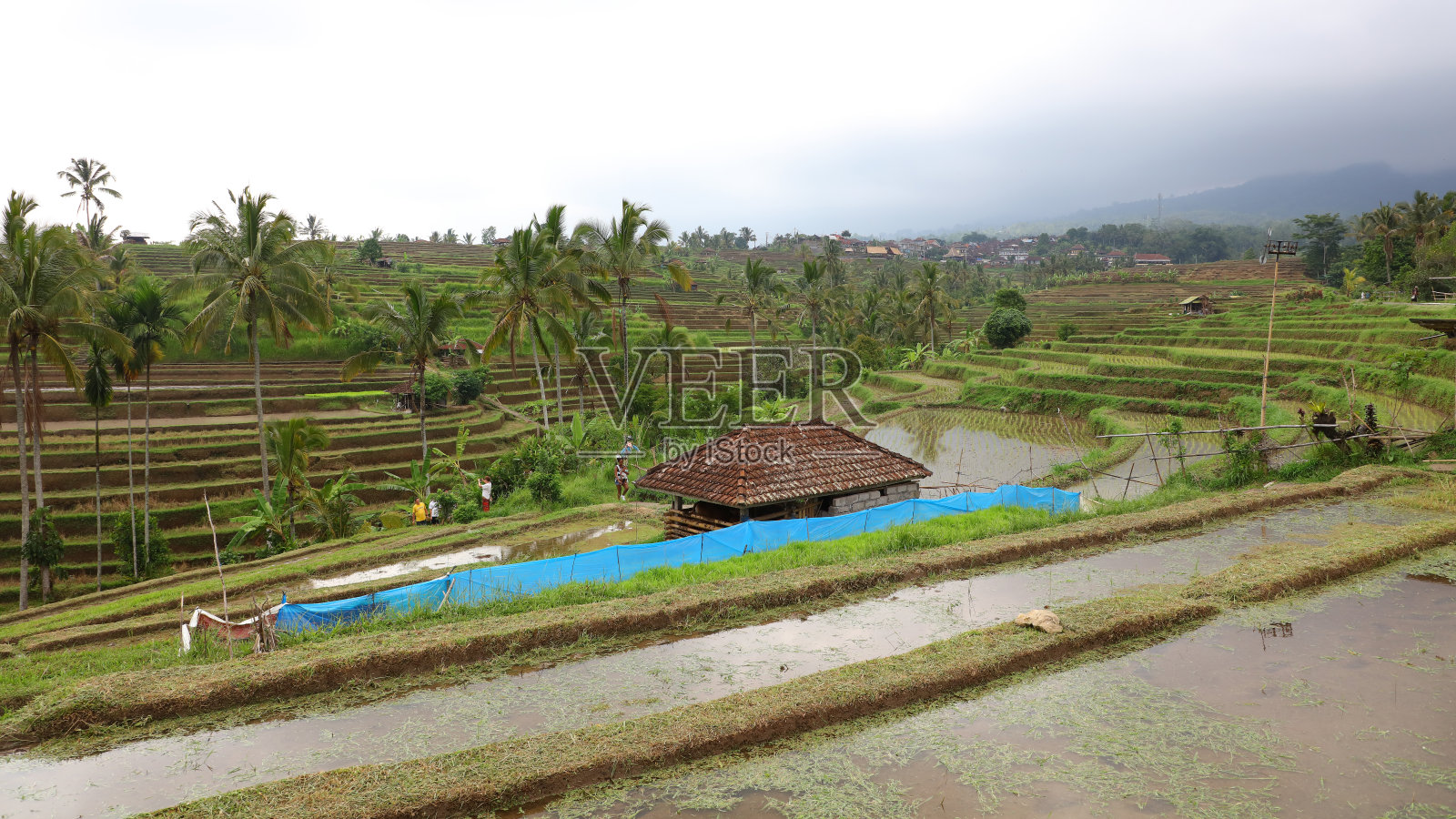 贾蒂卢威稻田梯田照片摄影图片