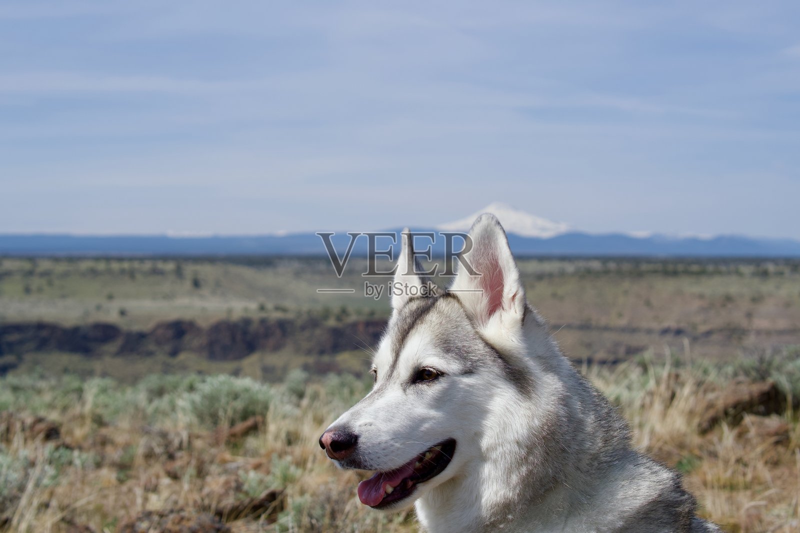 哈士奇在科夫帕利萨德俯瞰杰斐逊山照片摄影图片