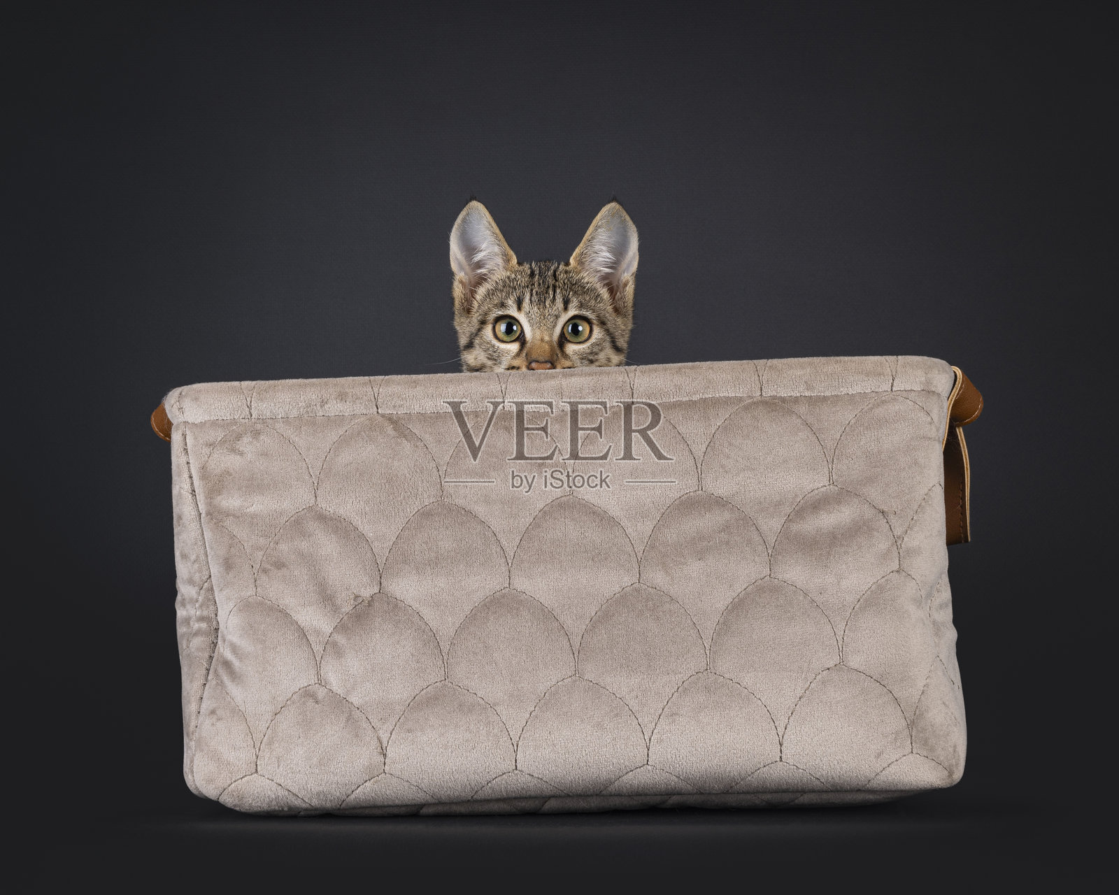 黑色斑点的黑色虎斑猫照片摄影图片