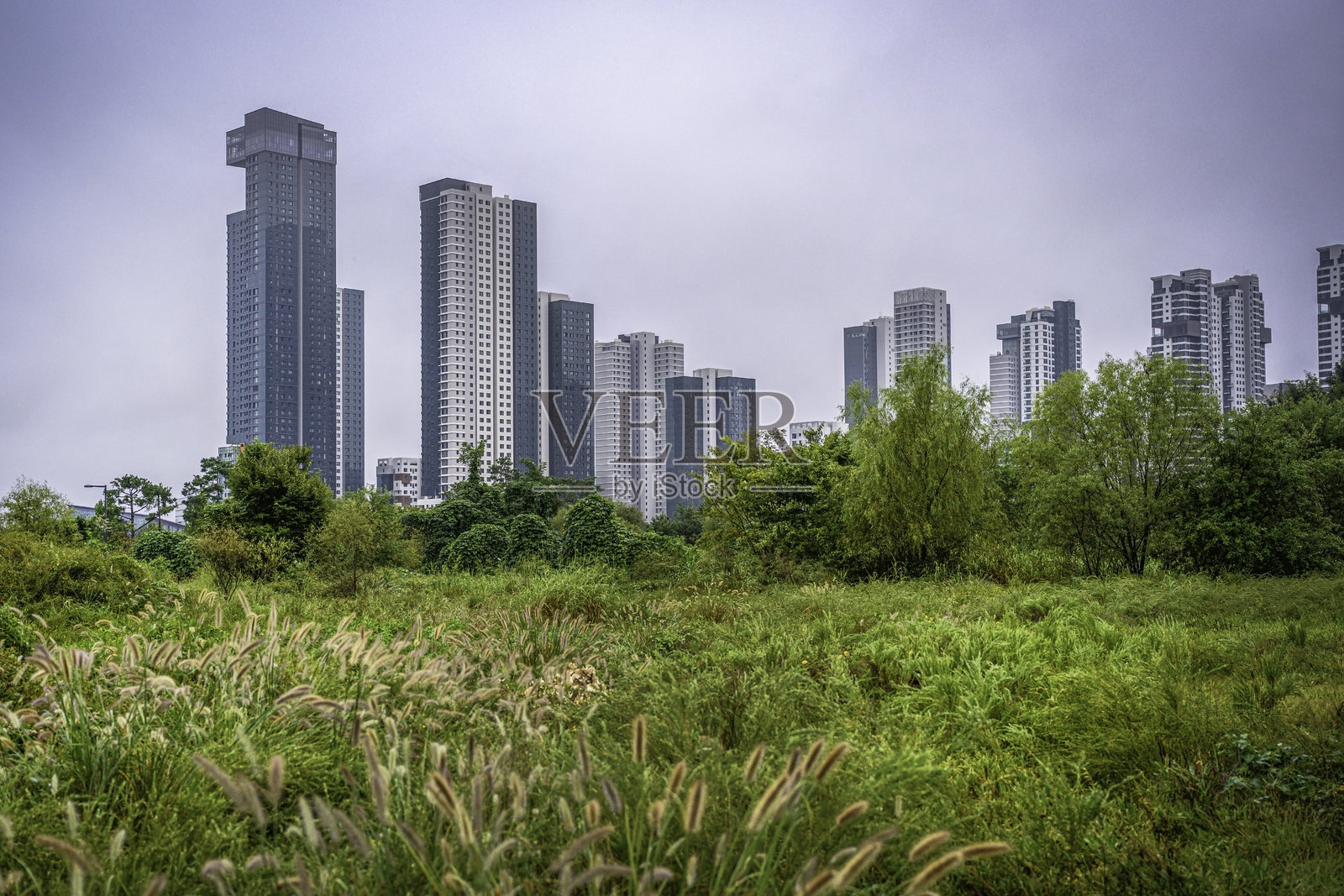 韩国世宗市国家世宗植物园步行道旁的秋季绿地景观，雨天的早晨。照片摄影图片