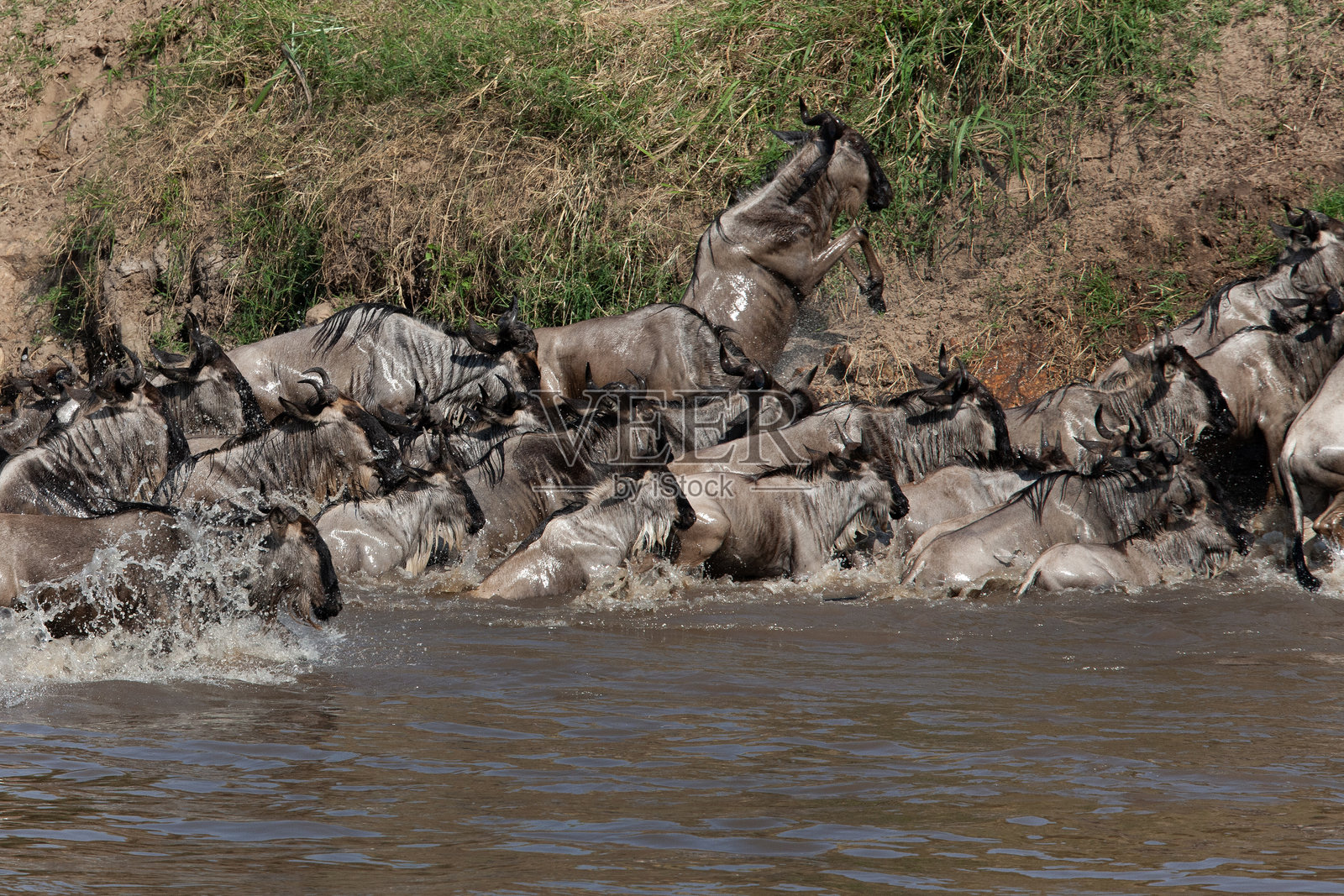 大迁徙照片摄影图片