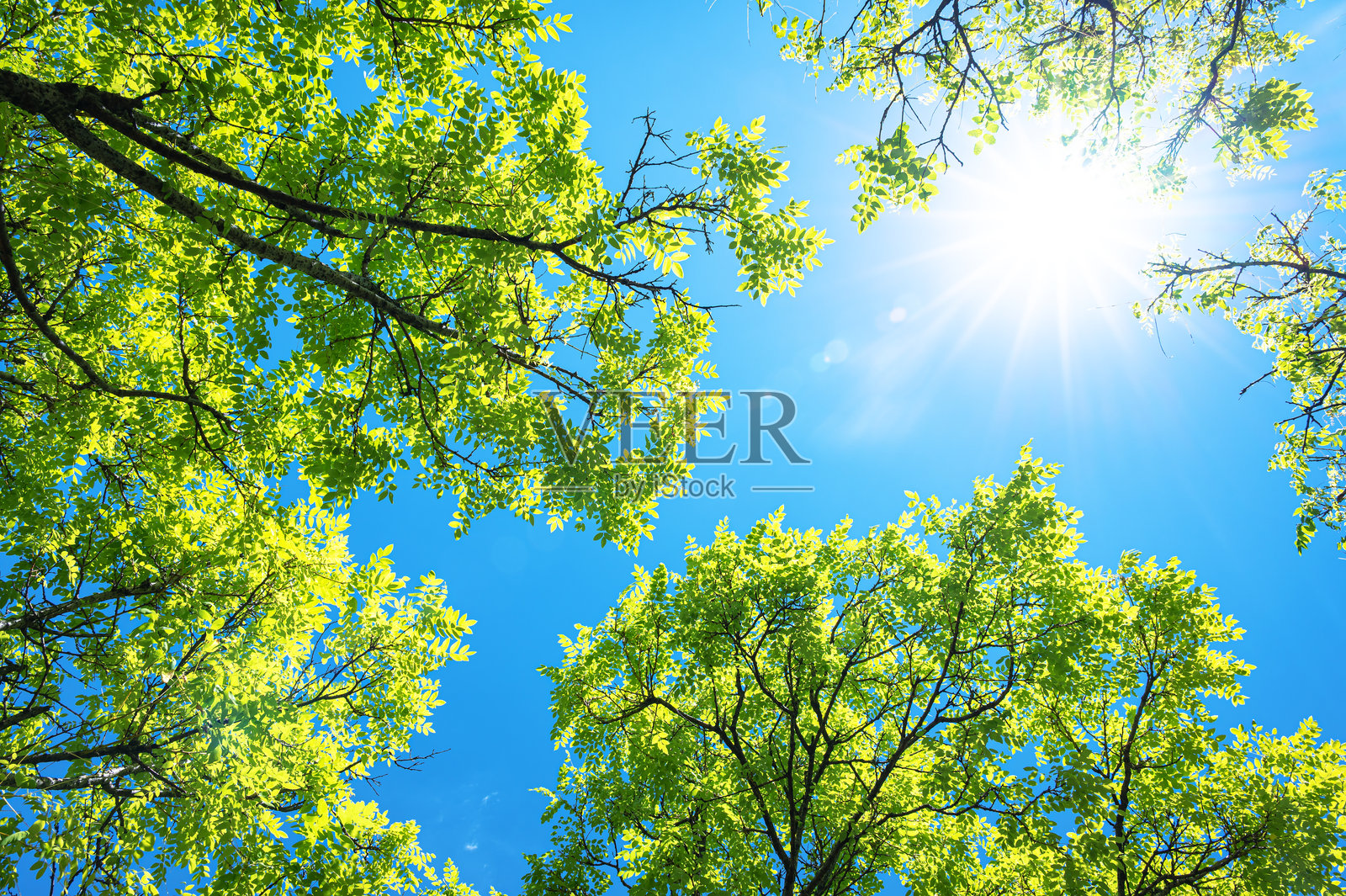 春天的背景，鲜绿的树木和阳光明媚的蓝天照片摄影图片