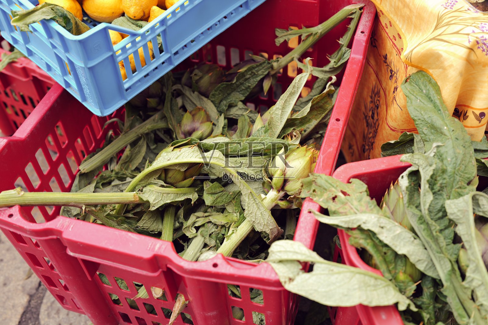 朝鲜蓟照片摄影图片