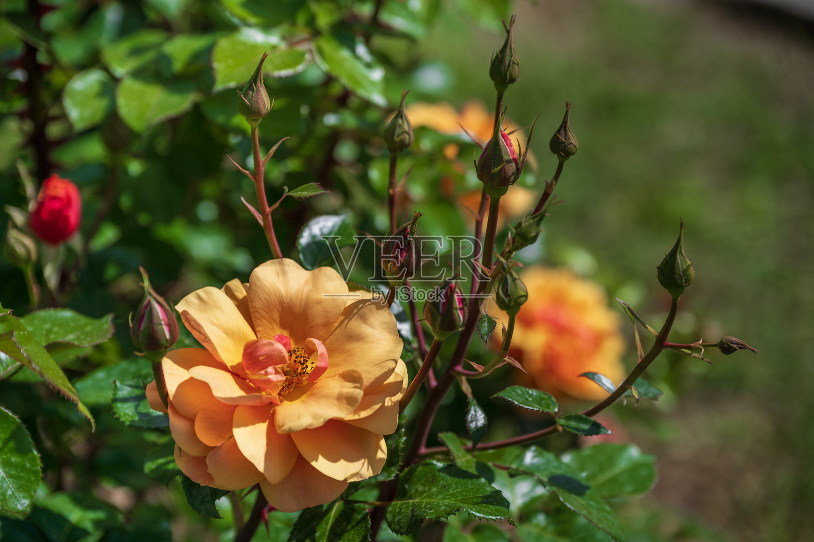 罗马玫瑰园的卢贝隆玫瑰照片摄影图片