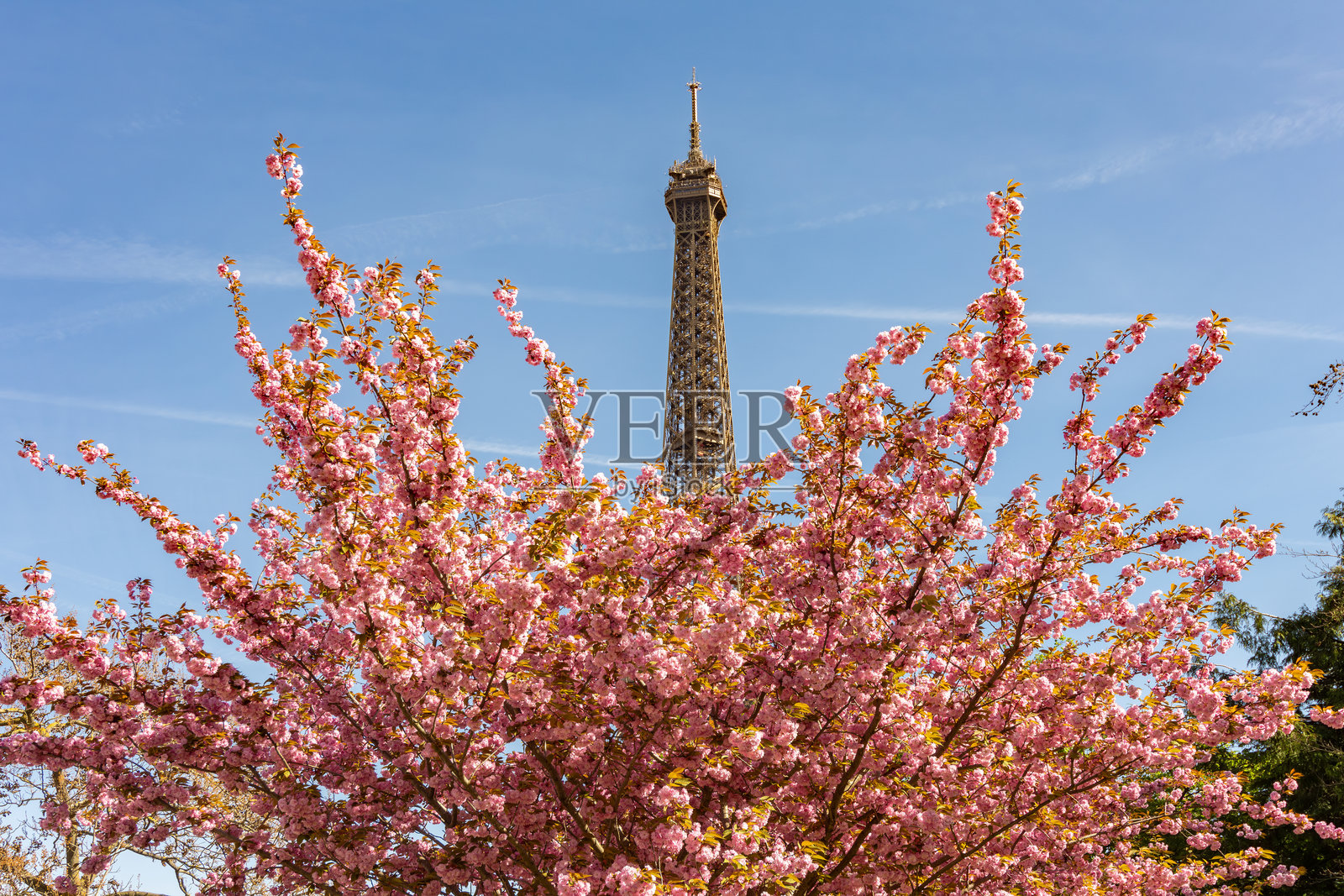 春天盛开的樱花与埃菲尔铁塔，法国巴黎照片摄影图片