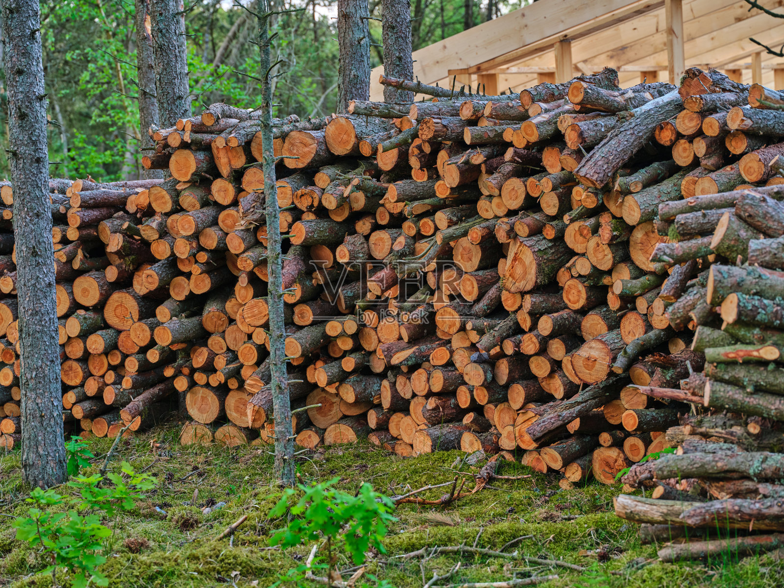 美丽夏季森林中的堆叠木材原料照片摄影图片