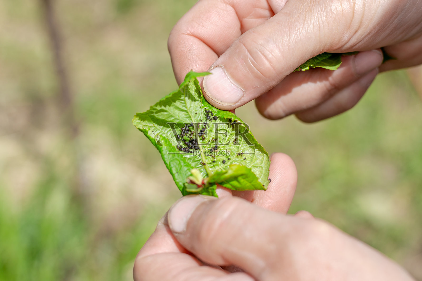 园丁检查带有黑蚜虫群的绿色樱桃叶。春季防治昆虫寄生虫。照片摄影图片