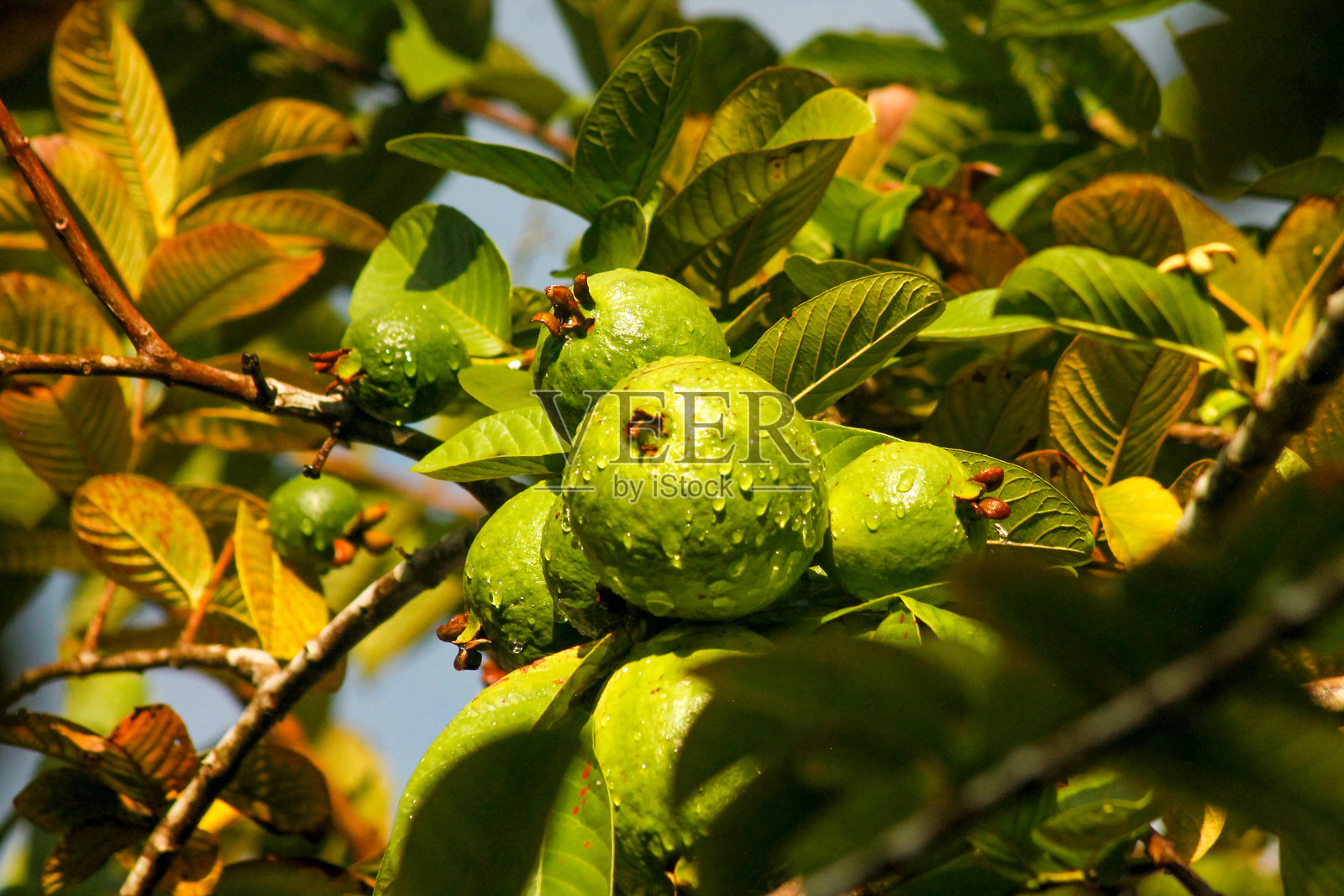 树上的番石榴果实。番石榴树在晨光下生长，树叶上残留着雨滴。照片摄影图片