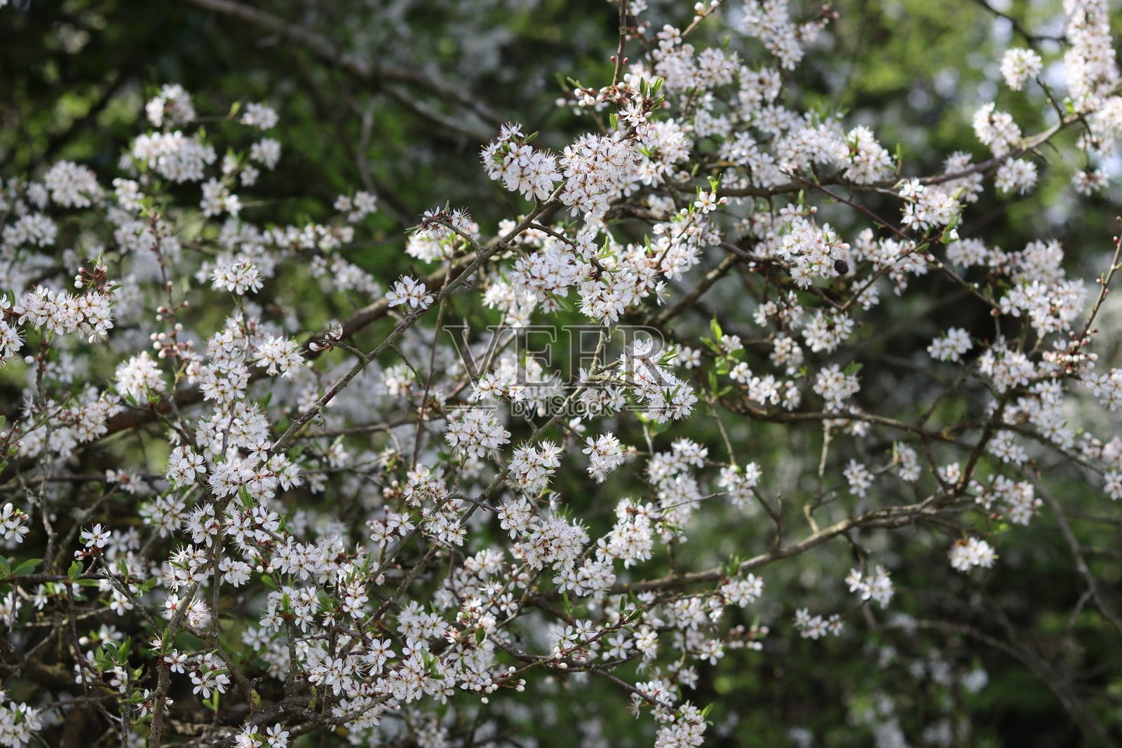 被白色黑刺梅花覆盖的树照片摄影图片