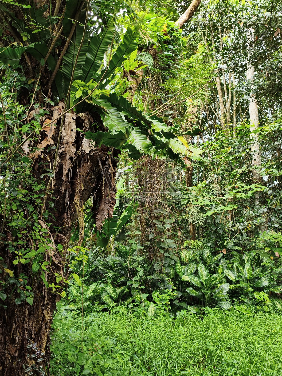 自然照片，树木，森林照片摄影图片