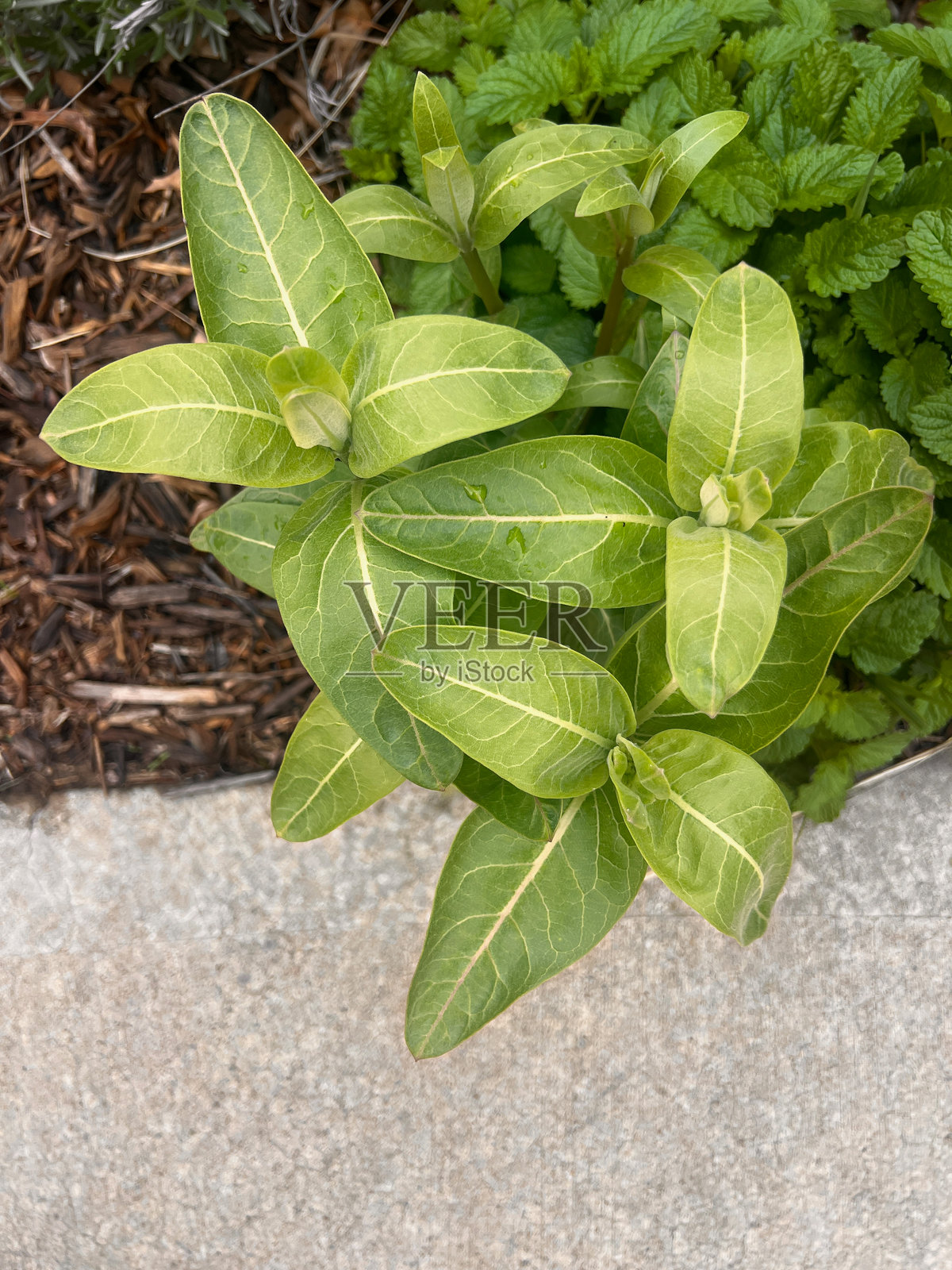 马利筋植物在人行道旁生长照片摄影图片