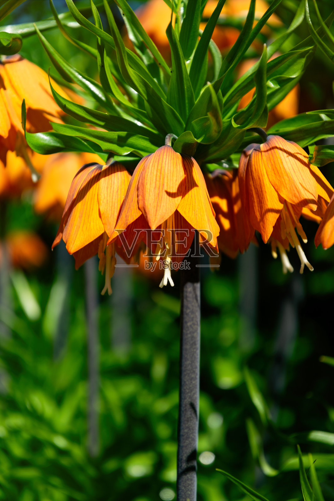 盛开的橙色帝王百合花照片摄影图片