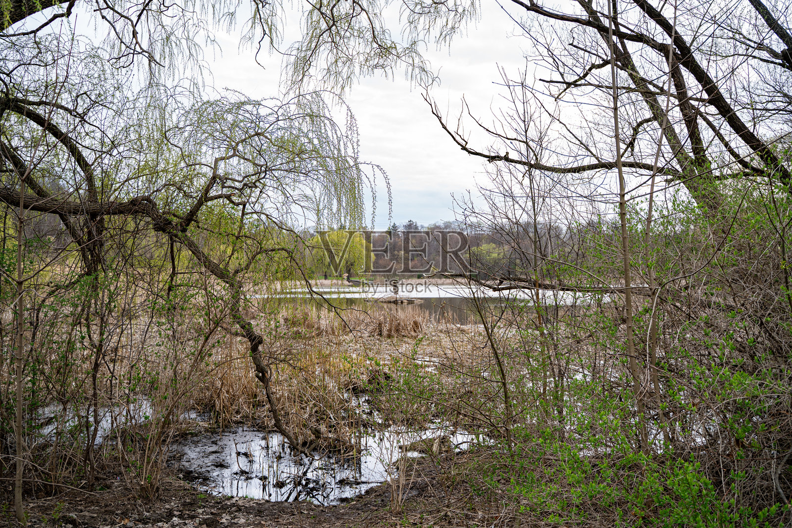 多伦多埃格林顿平原的托帕姆池塘景观。照片摄影图片