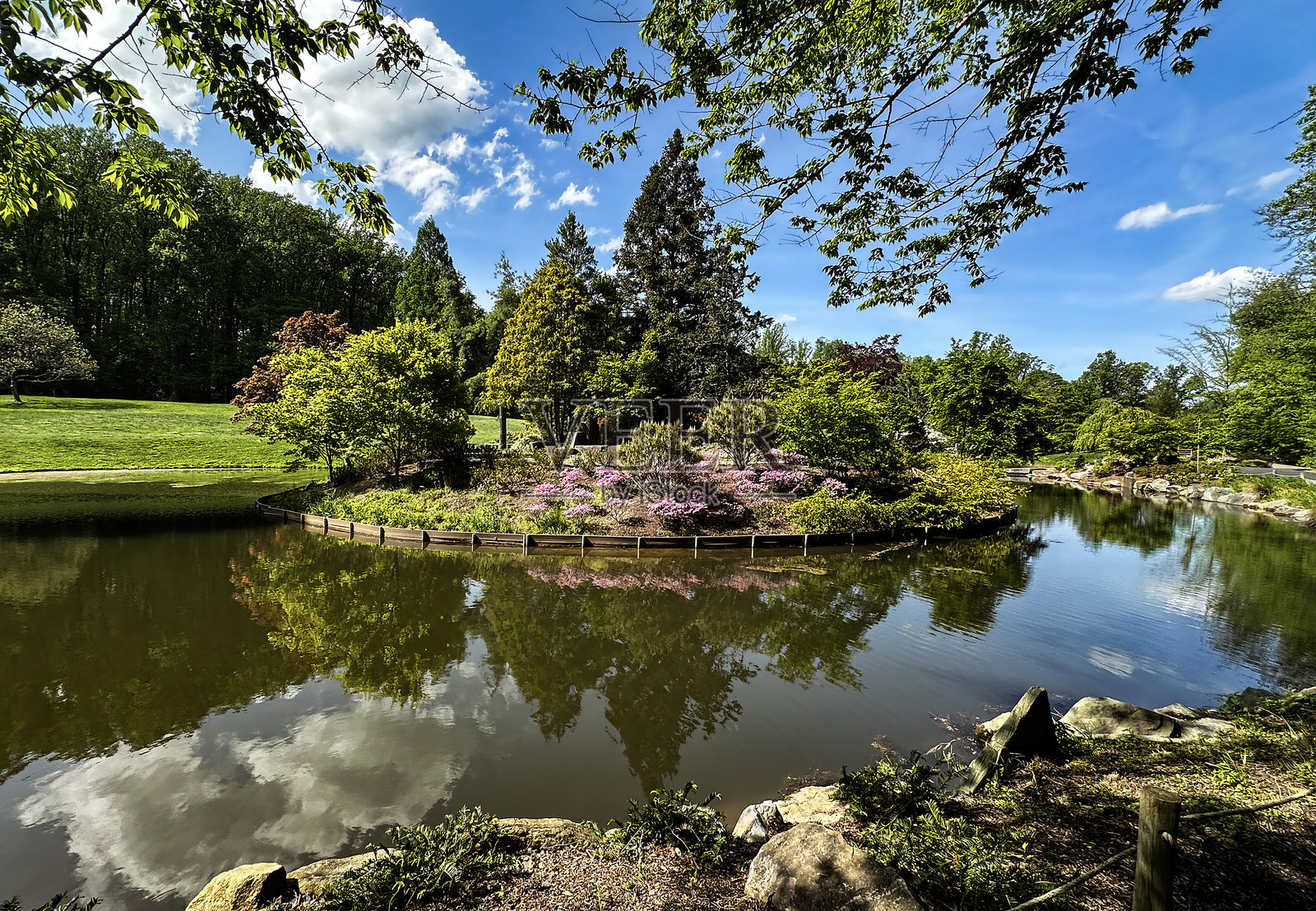 湖中岛屿上的晚春花朵盛开。照片摄影图片