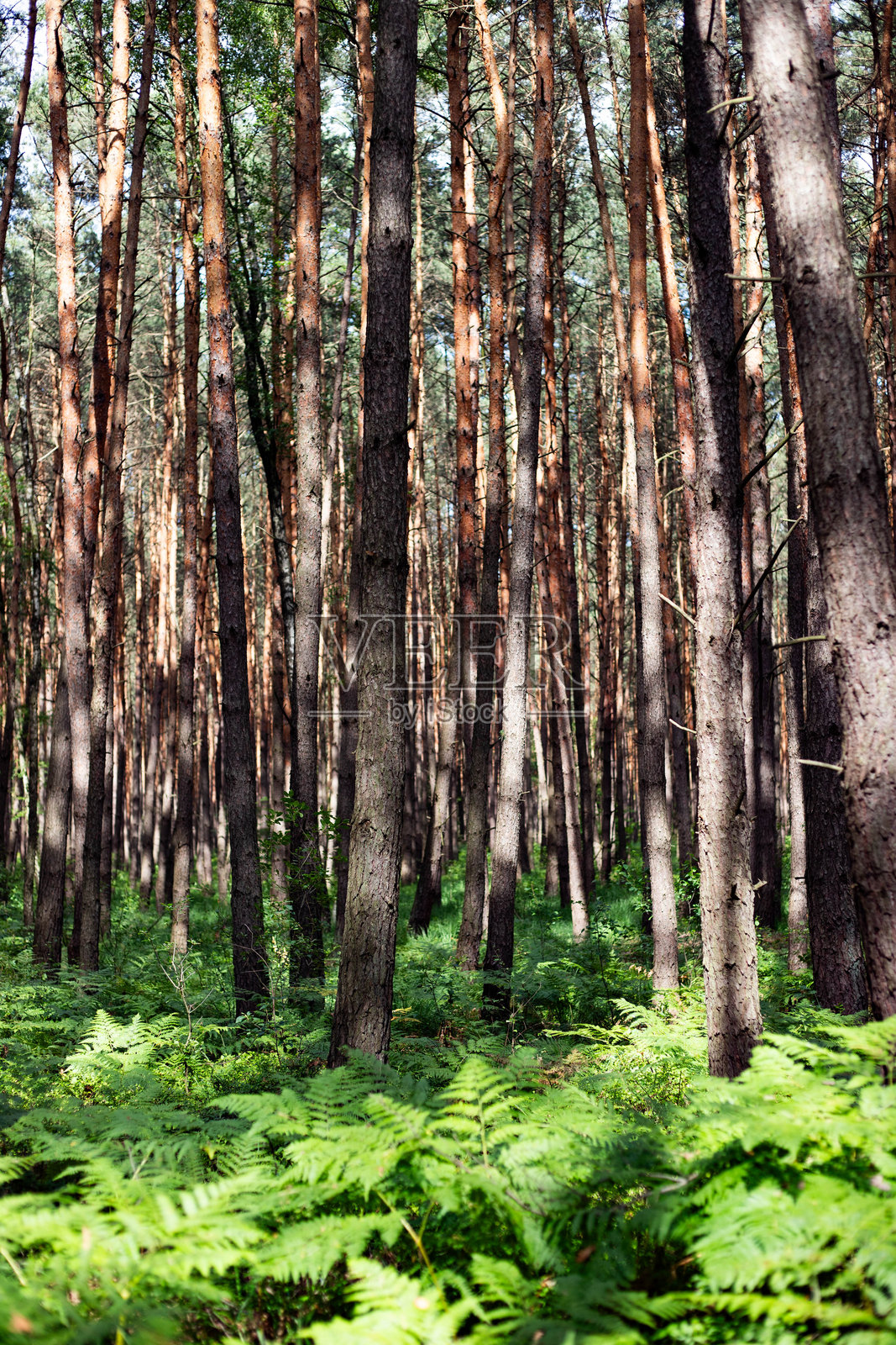 神秘的阳光森林小径，迷人的林地氛围照片摄影图片