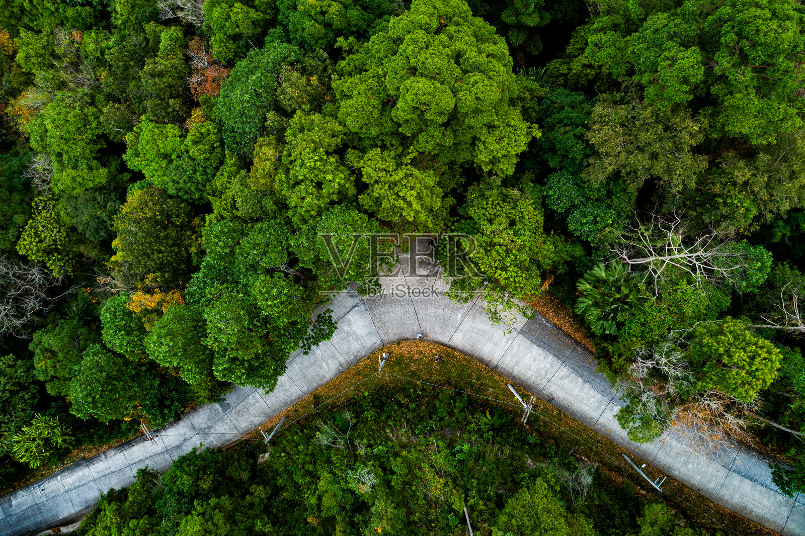 热带雨林树木和山脉的鸟瞰图，绿色森林背景的俯视图照片摄影图片
