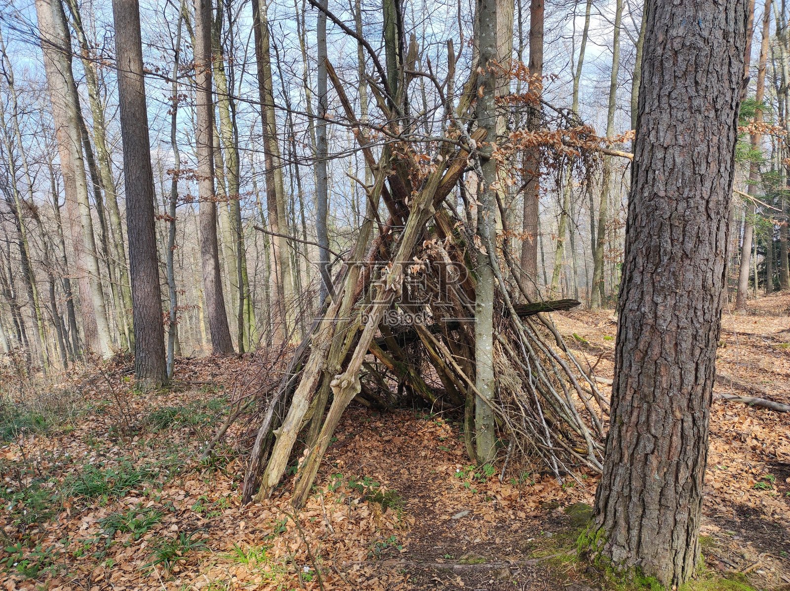 在乌特利贝格山森林中用干树枝搭建的避雨棚照片摄影图片