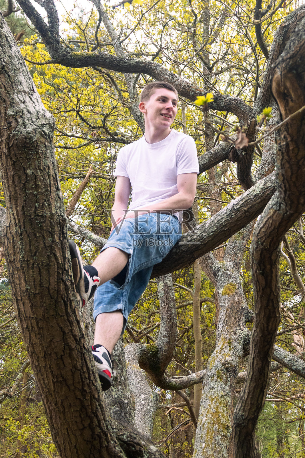 树上的少年照片摄影图片