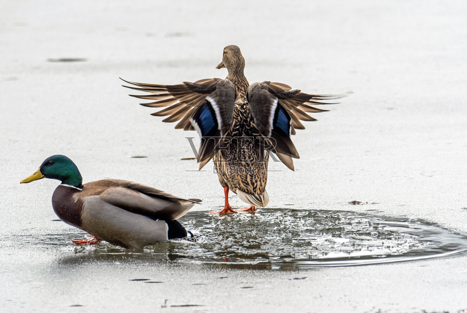 一对野生绿头鸭在它们的自然栖息地中照片摄影图片