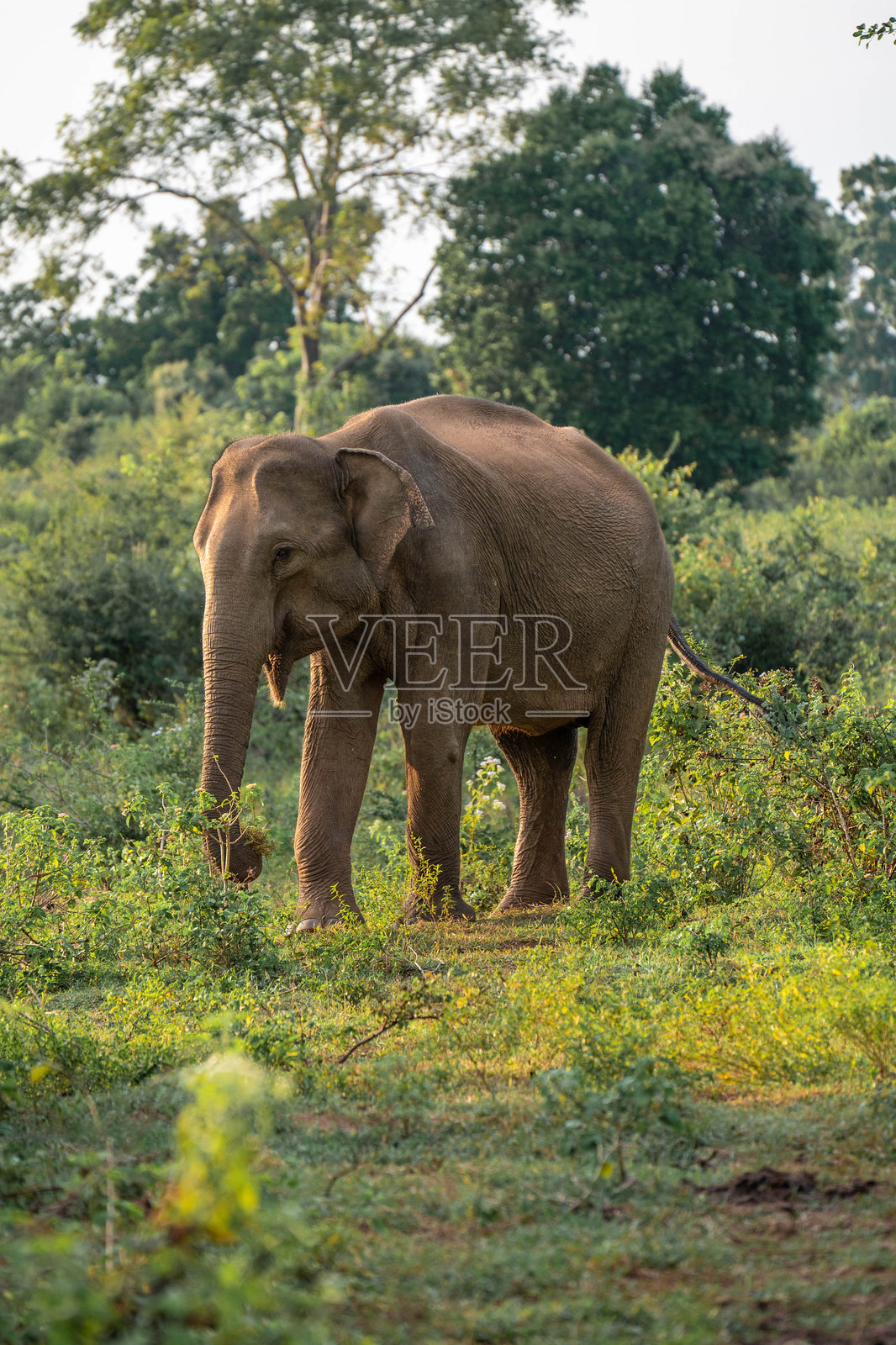 斯里兰卡野生大象照片摄影图片