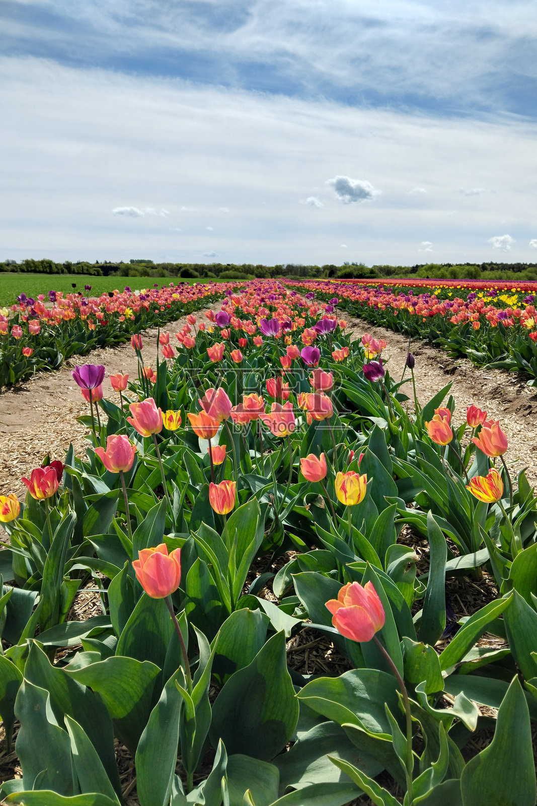 美丽的丹麦郁金香田野照片摄影图片