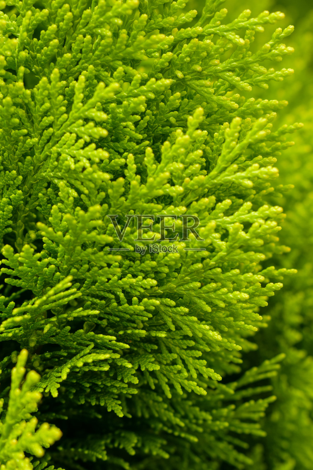 绿柏树叶特写纹理 - 自然背景与生态概念照片摄影图片