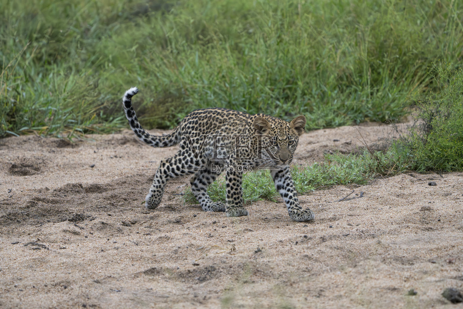 可爱的豹子幼崽好奇地走过河床，克鲁格大公园。照片摄影图片