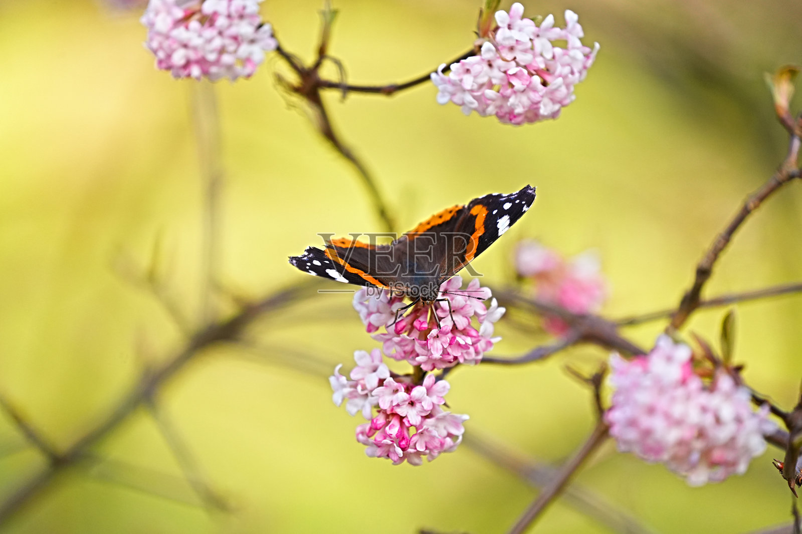 春天的照片，阿德米拉尔蝴蝶栖息在开花的伐木树上照片摄影图片