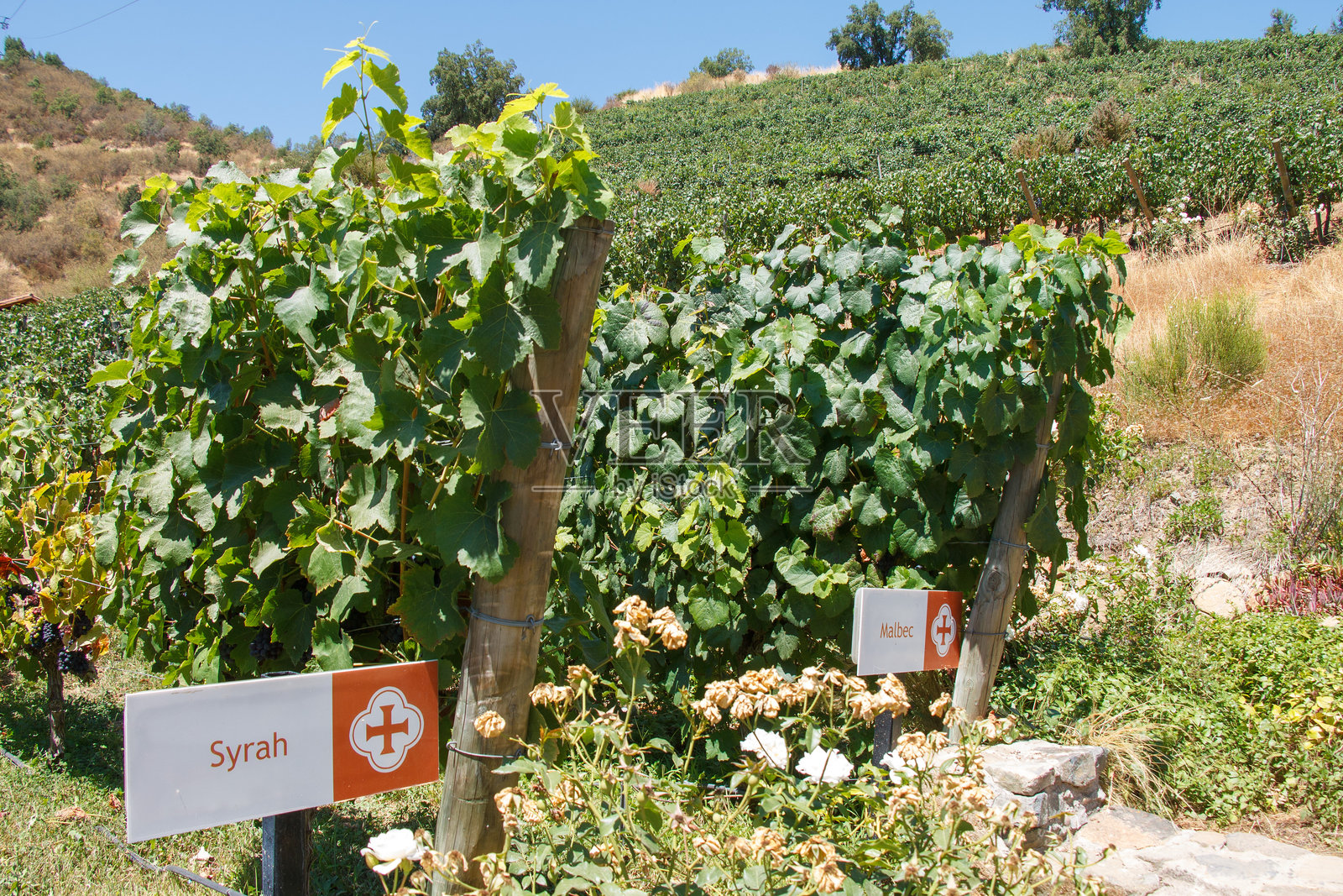 智利科尔查瓜谷维纳圣克鲁斯典型酒庄的葡萄园和玫瑰花照片摄影图片