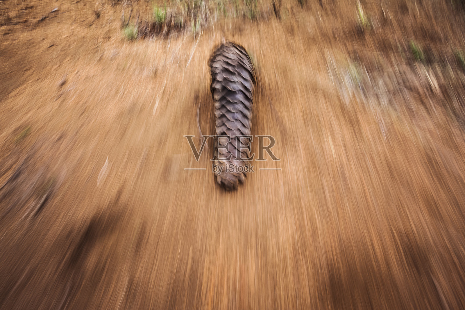 南非一个野生动物保护区内，一只开普穿山甲（Smutsia temminckii）在野外行走并觅食蚂蚁。照片摄影图片