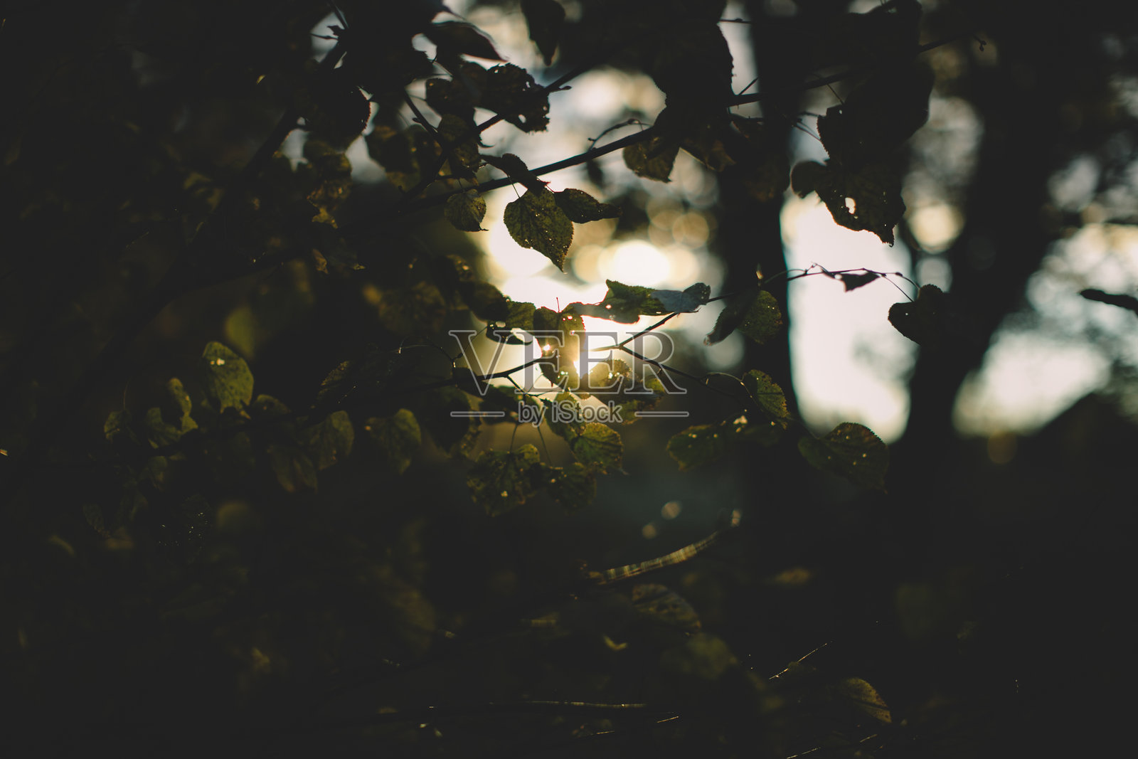 宁静森林中秋叶透过阳光照片摄影图片