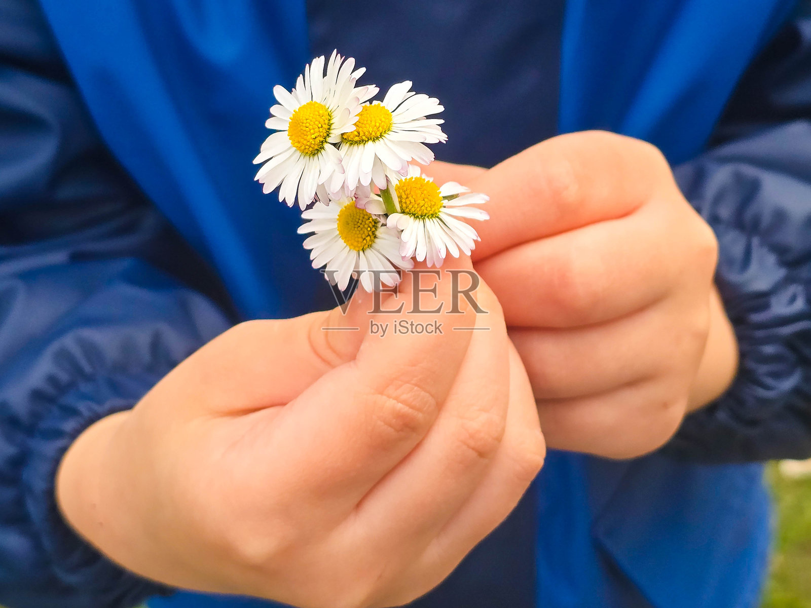 孩子手握蒲公英的夏季自然概念照片摄影图片