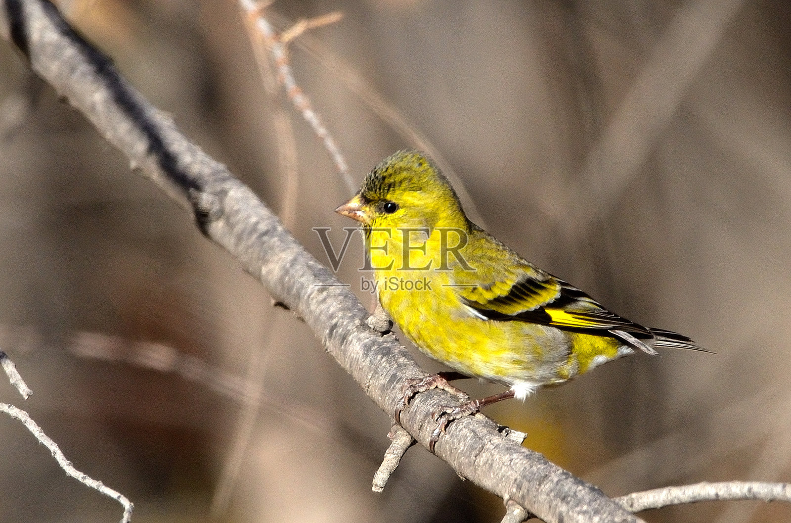 黑头粉刺照片摄影图片