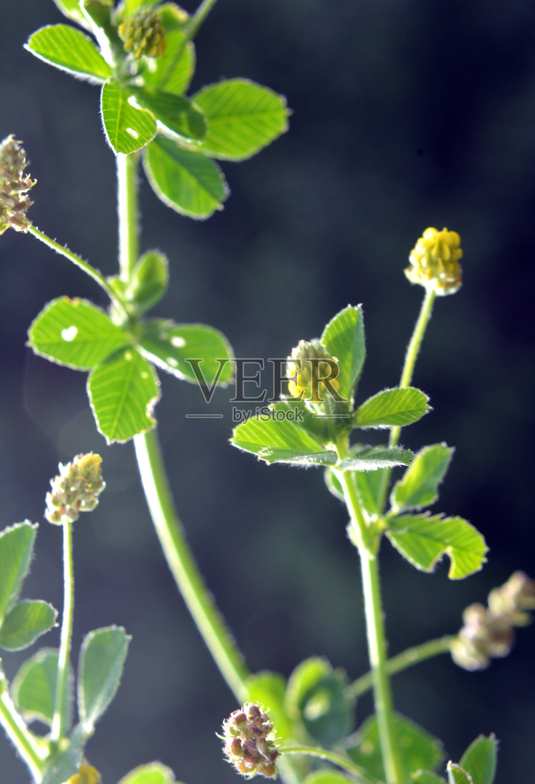 草地上的跳苜蓿（Medicago lupulina）盛开。照片摄影图片