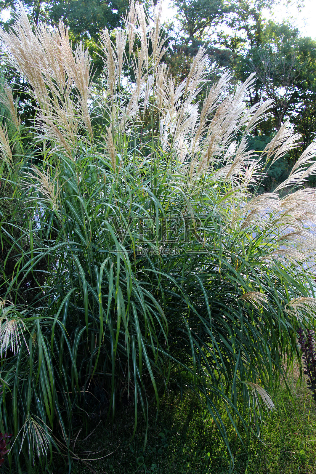 中国芒（Miscanthus sinensis）用于园林绿化照片摄影图片