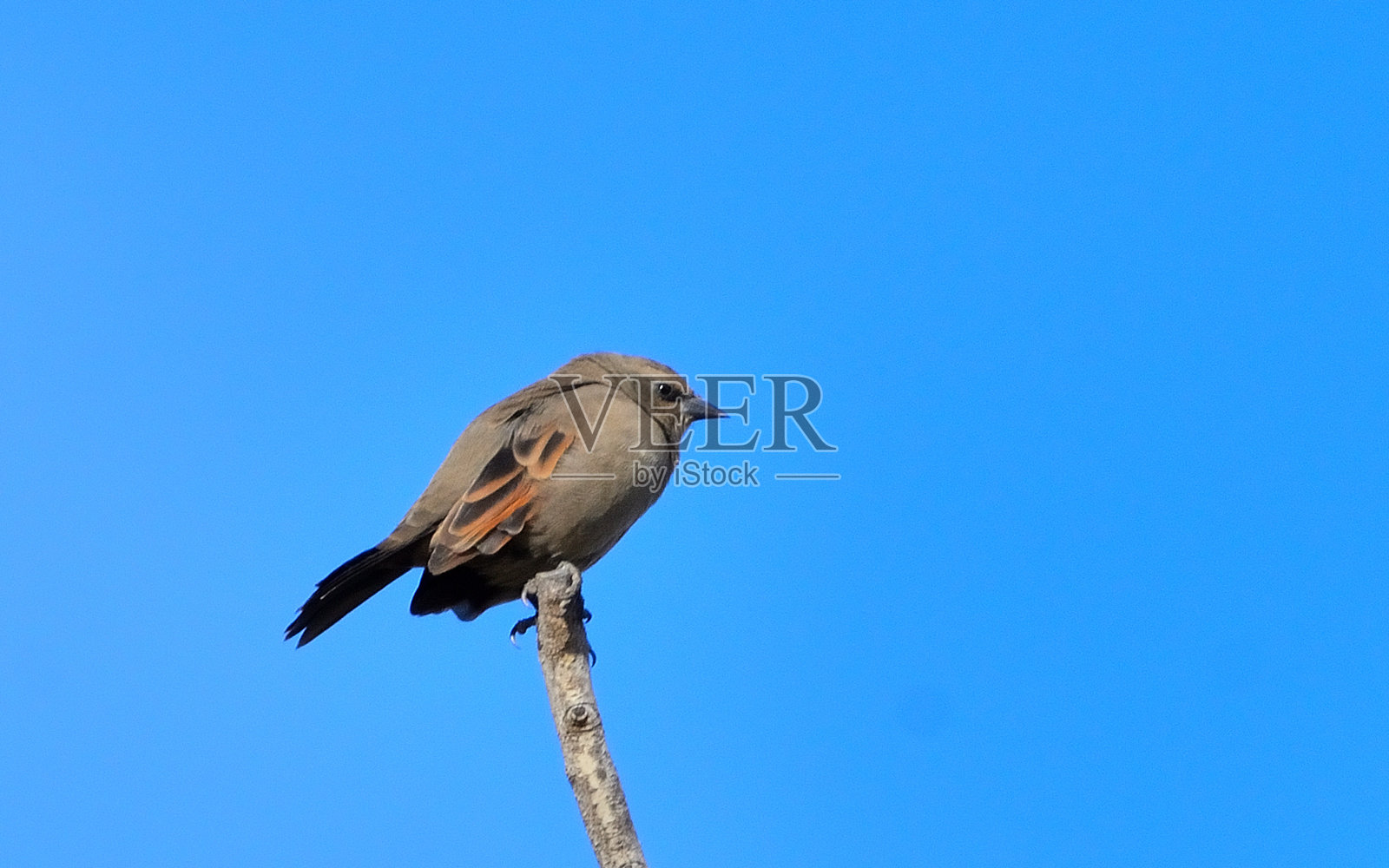 音乐照片摄影图片