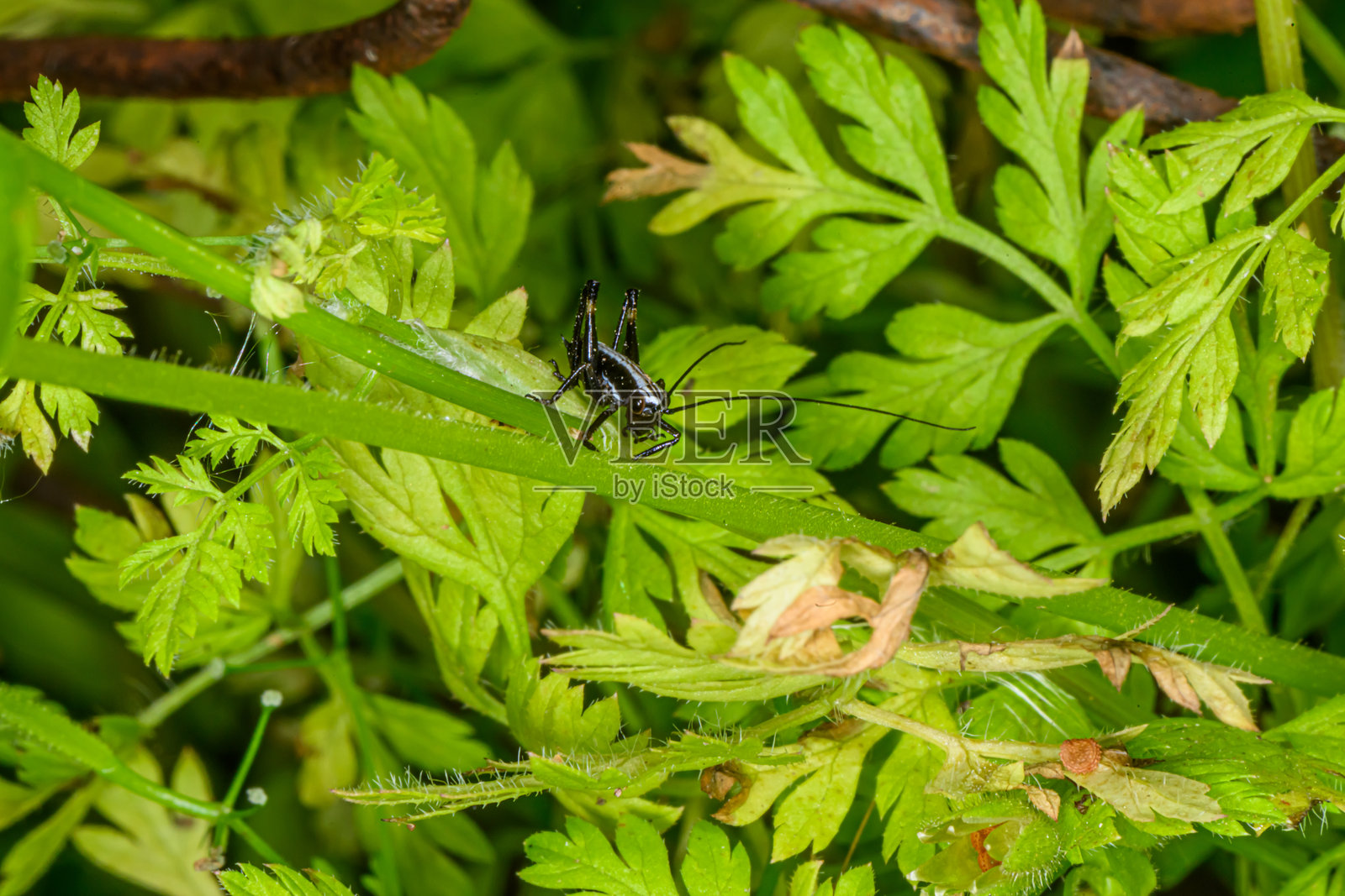 蚂蚱特写坐在草叶上照片摄影图片