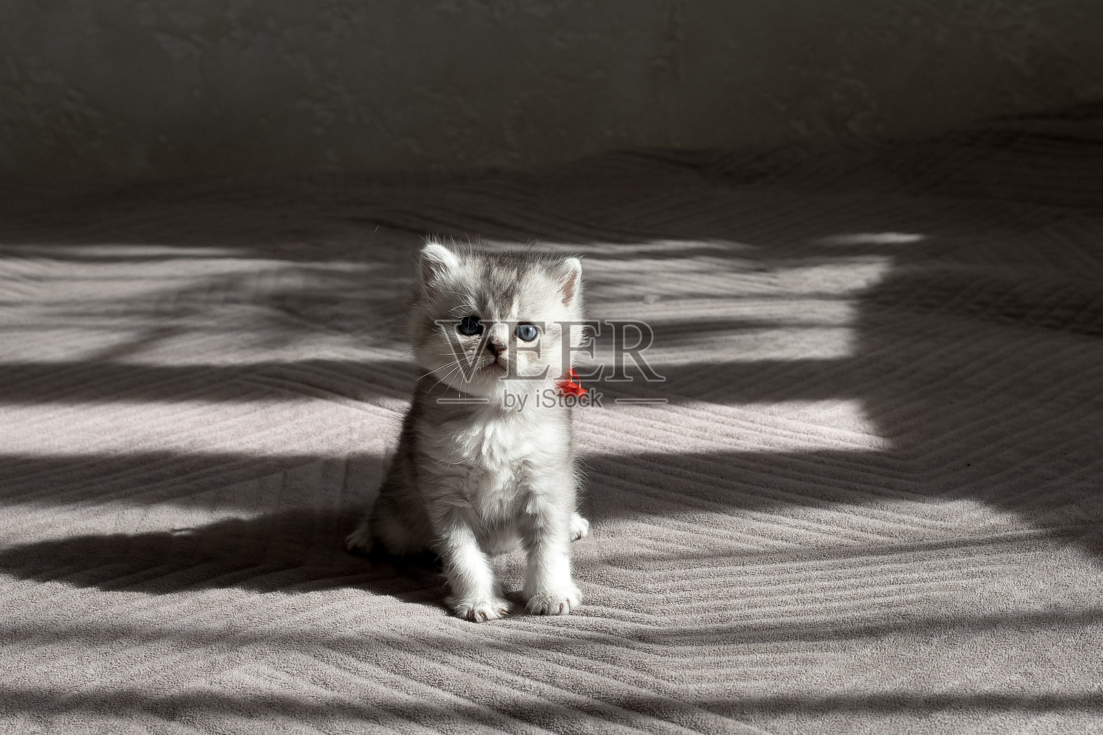 高地直耳银色小猫在奔跑照片摄影图片