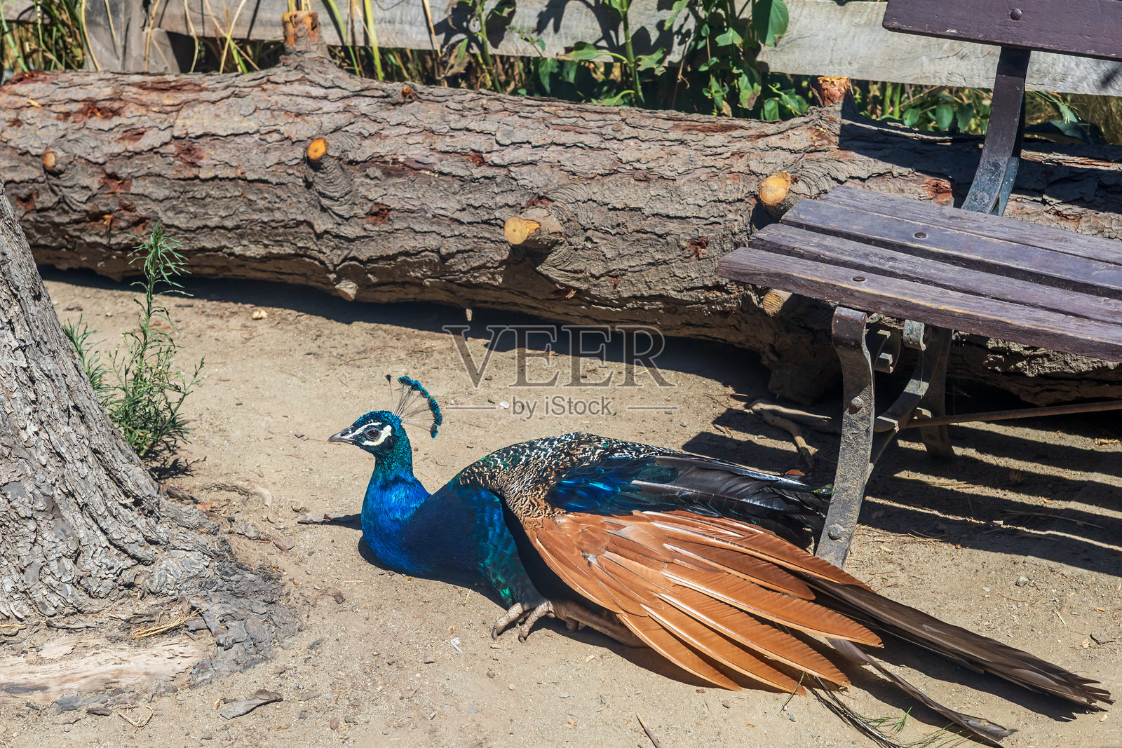 雄孔雀在长椅和树旁的阴凉处休息照片摄影图片