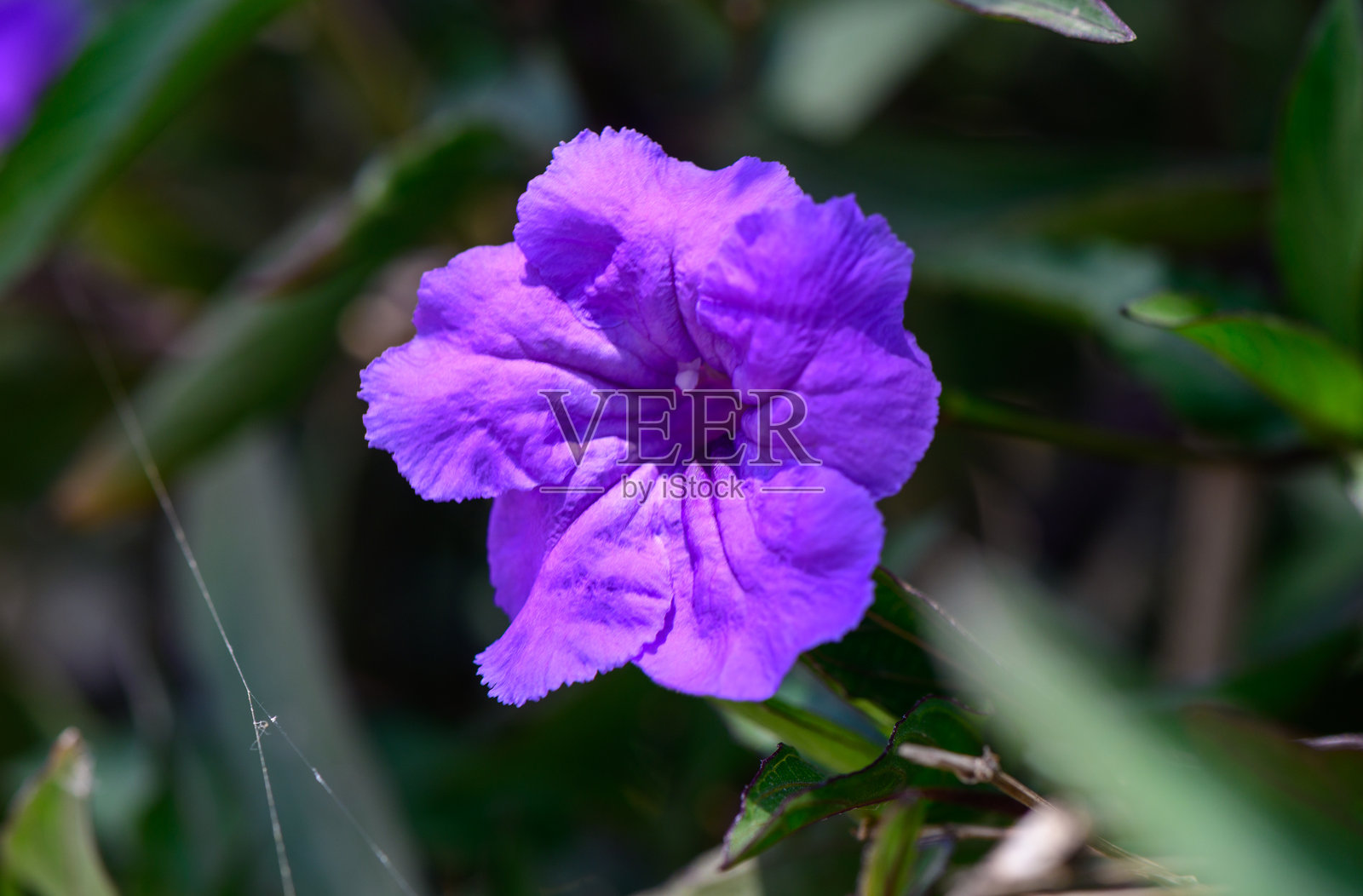 北塞浦路斯野外盛开的精致紫色钟形花朵。美丽的春季或夏季花卉场景，展现自然的地中海风光。照片摄影图片